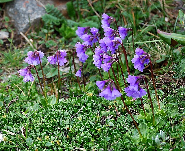 Primula amethystina v brevifolia